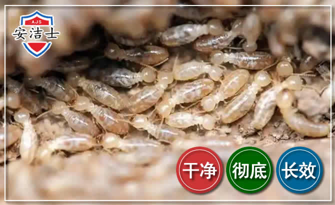 武义白蚁防治