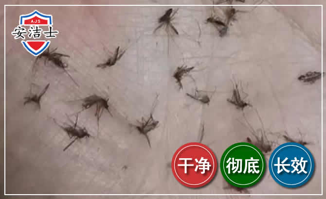 武义蚊子防治-灭蚊