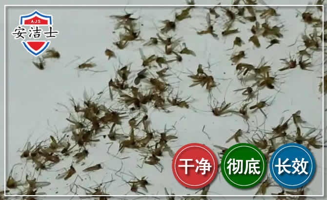 武义苍蝇防治-灭蝇