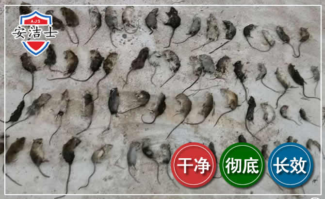 武义鼠害防治-灭鼠