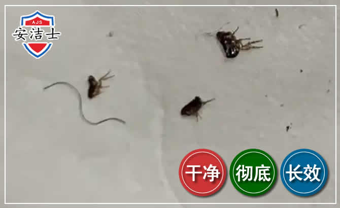 武义跳蚤防治-灭跳蚤