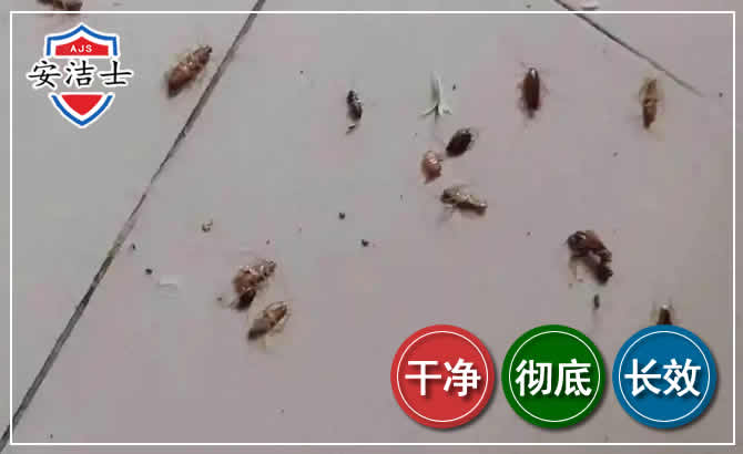 武义蟑螂防治-灭蟑螂