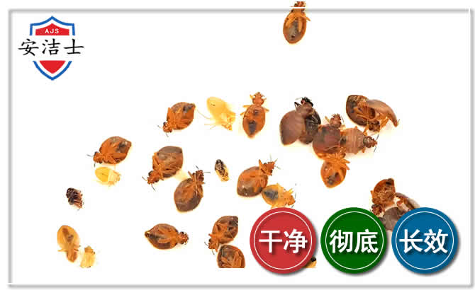 武义臭虫防治-消灭臭虫